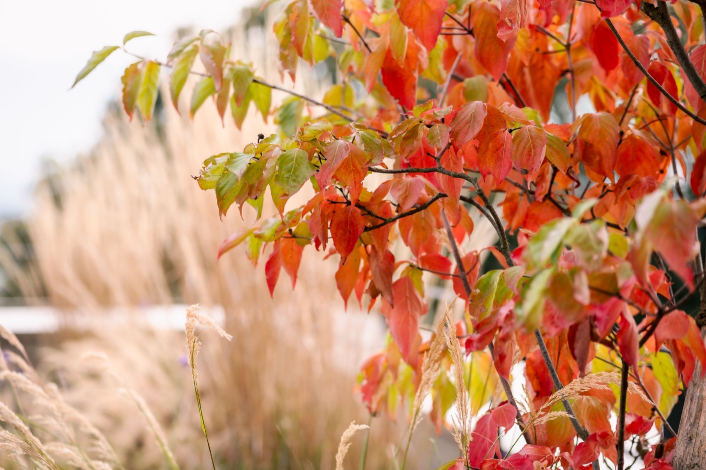 Garten im Herbst
